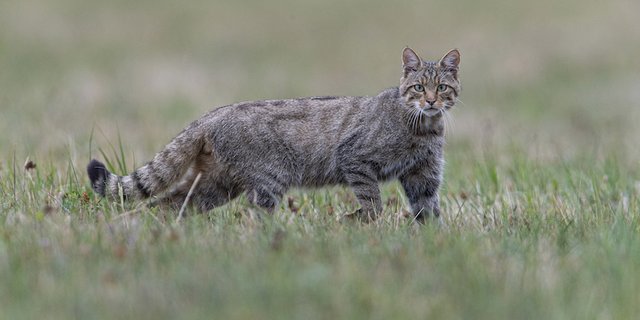 Die Europäischen Wild- und Hauskatzen haben nicht die gleichen Vorfahren und sollten sich nicht paaren. (Bild zVg)