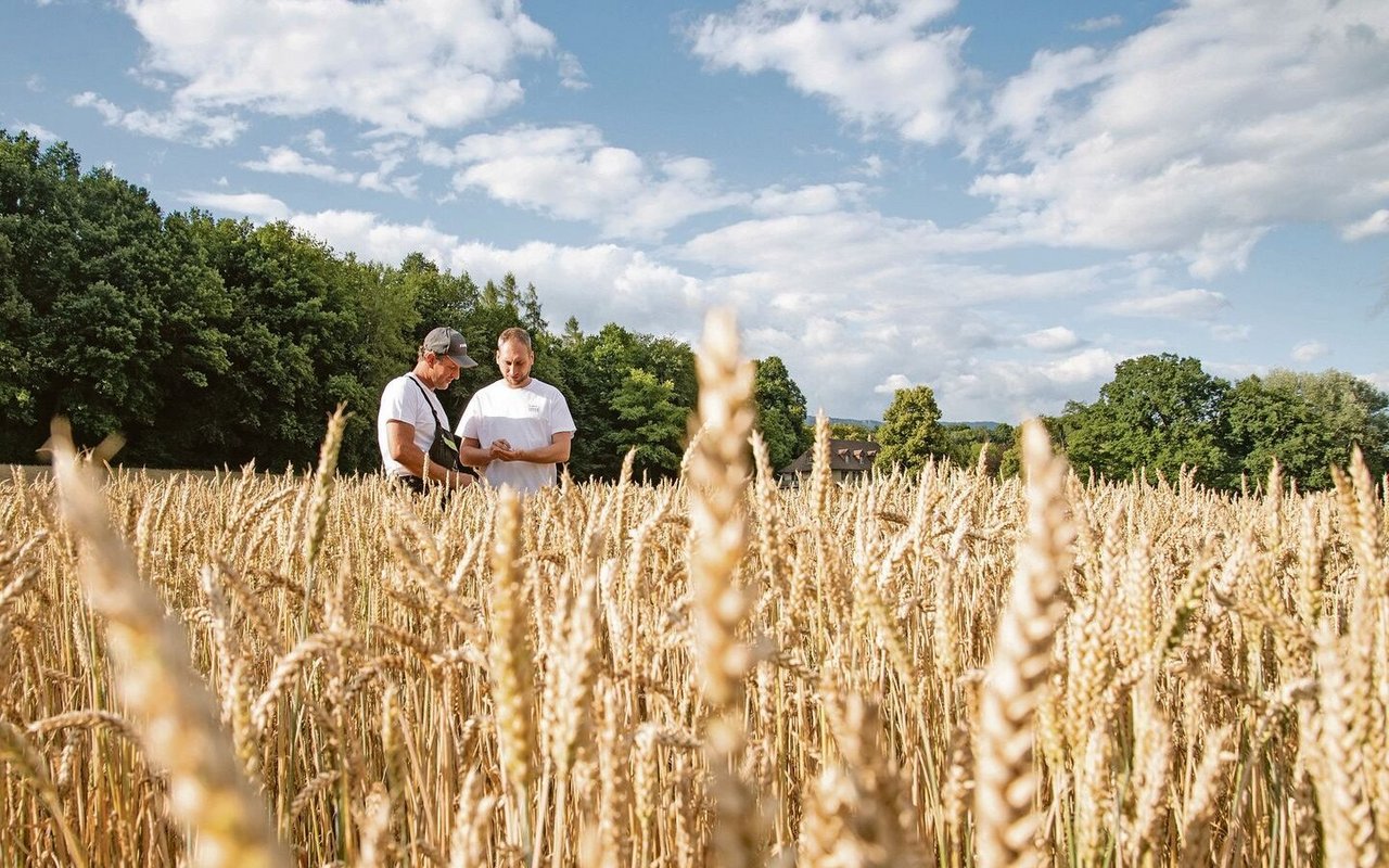 Eine enge Zusammenarbeit mit den Ackerbauern: Marcel Flückiger, Landwirt (l.), und Daniel Kofmel bei der Qualitätskontrolle im Weizenfeld.