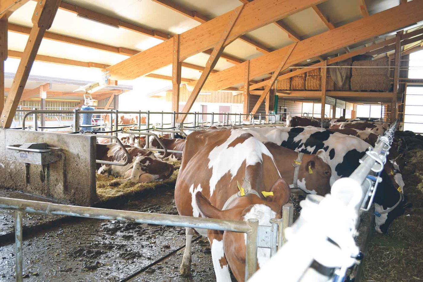 Für den Laufstall wurde auch viel Holz verwendet. Die Kühe fühlen sich darin sehr wohl. (Bild Peter Fankhauser)