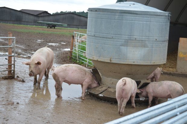Das Massnahmenzentrum Kalchrain in Hüttwilen TG praktiziert die Freilandschweinehaltung. Bilder Isabelle Schwander 