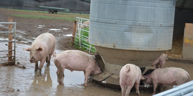 Das Massnahmenzentrum Kalchrain in Hüttwilen TG praktiziert die Freilandschweinehaltung. Bilder Isabelle Schwander 