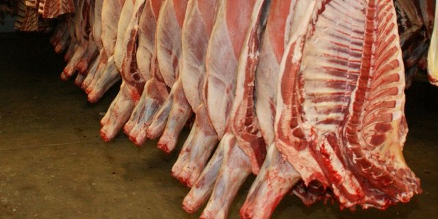 Im Jahr 2017 hatte die belgische Region Flandern das Schächten aus Gründen des Tierschutzes untersagt. (Bild ji)