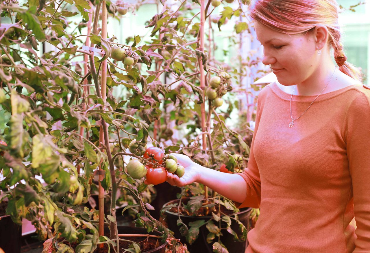 Neben Erdbeeren und Blumen stehen im Gewächshaus auch Tomaten, die Lieblingskultur von Olga Dubey.