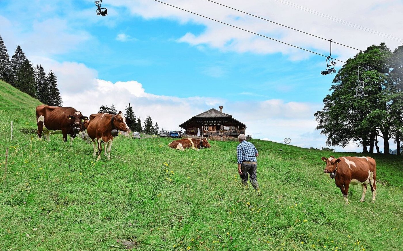 Auf der Alp Egg wird tagsüber geweidet. Darüber fährt die Sesselbahn von Kiental Richtung Ramslauenen.