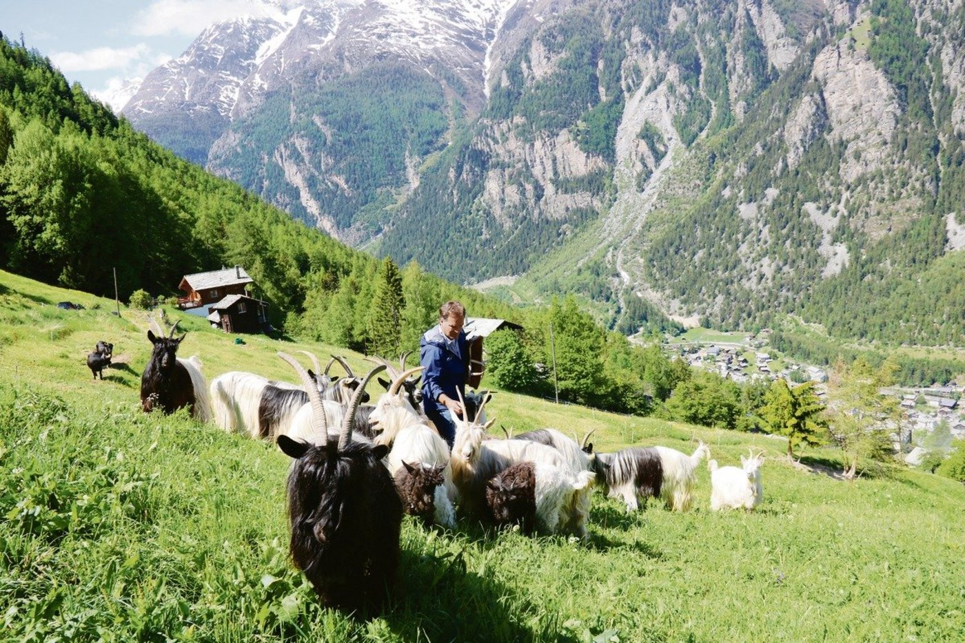 Markus Sarbach raschelt mit dem Brot in der Papiertüte und schon steigen die Ziegen gesittet den Hang herauf und scharen sich um ihren Hirten. (Bilder Benildis Bentolila)
