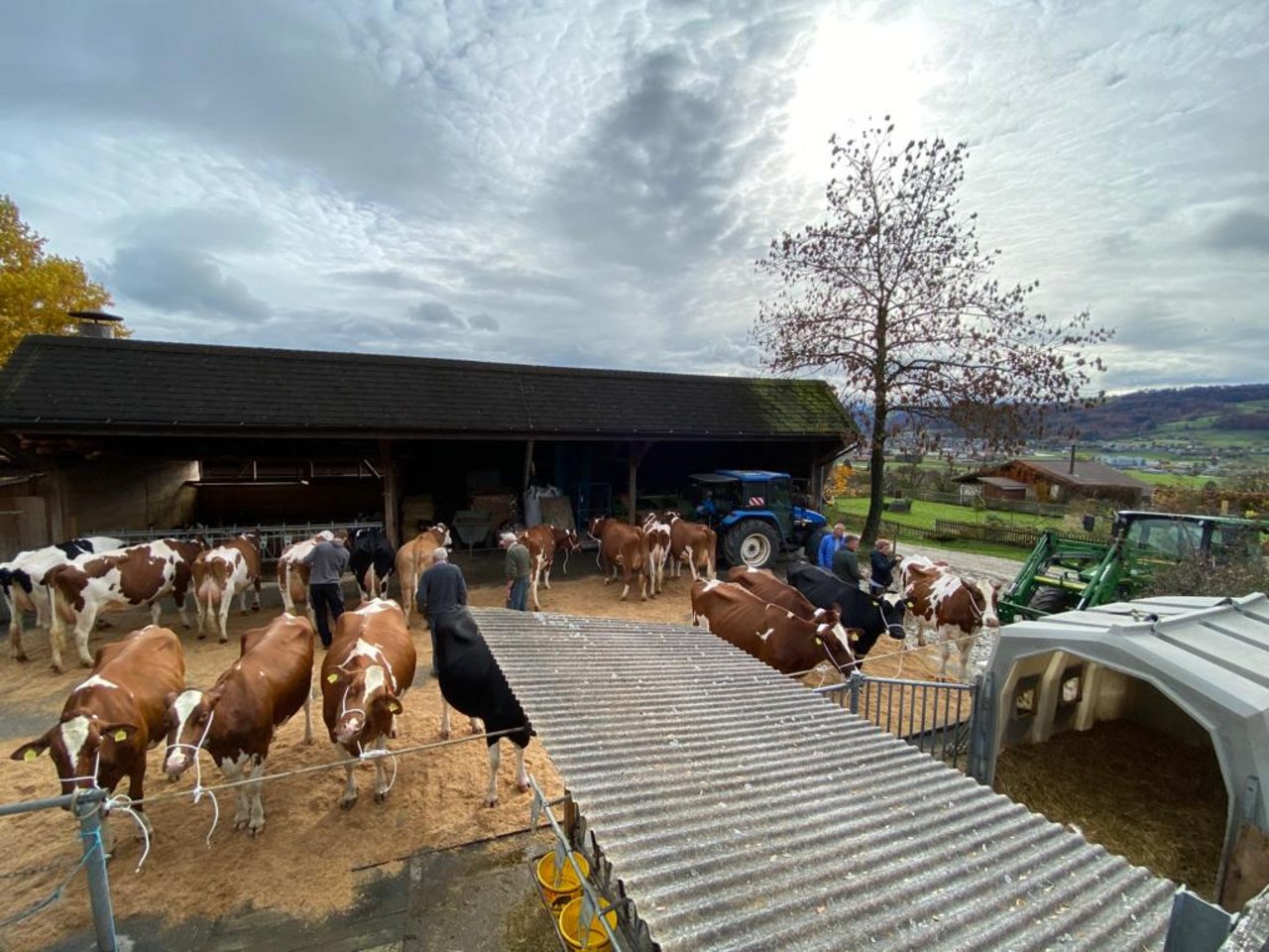 Ein Team aus zwei Experten könne pro Tag etwa 100 bis 150 Kühe beurteilen – je nach Distanzen und der Anzahl Tiere pro Betrieb. (Bild lja)