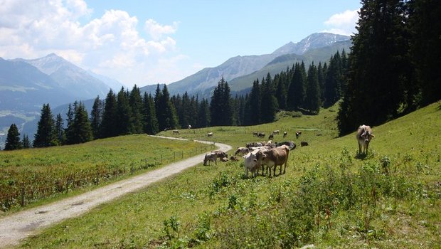 Das steigende Klimabewusstsein sei eine Chance für den Kanton Graubünden, der viele landwirtschaftliche Betriebe in der Berg- und Alpzone zählt. (Symbolbild Alp Malix, ji)