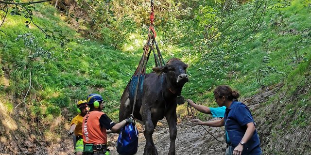 Eines der Rinder ist bereit für seinen Flug in die Sicherheit. (Bilder Alpinlift Helikopter AG)