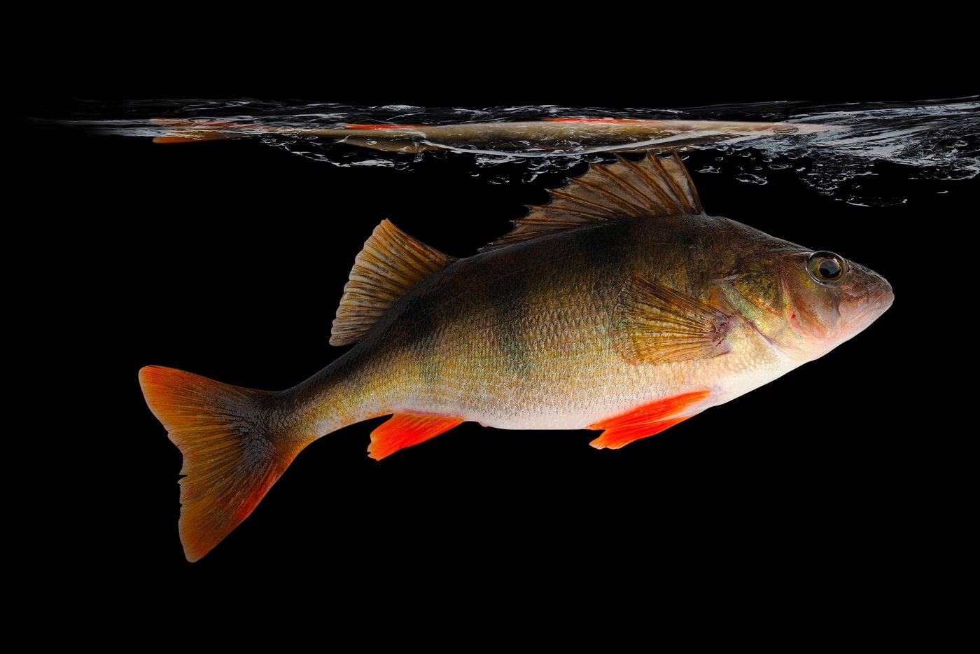 Bei der Produktion von Eglifilets bleibt Fleisch übrig, das zu Würsten verarbeitet werden kann. (Bilder zVg)