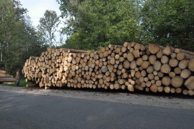 Eine Menge Holz muss nun zwischengelagert werden. (Bilnd nb)
