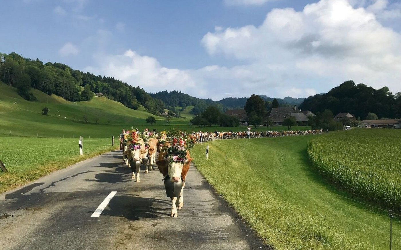 Ein Bild, das seinesgleichen sucht: Die Rinderherde der Hirtenfamilie Meister von der Lüderenalp unterwegs nach Sumiswald.