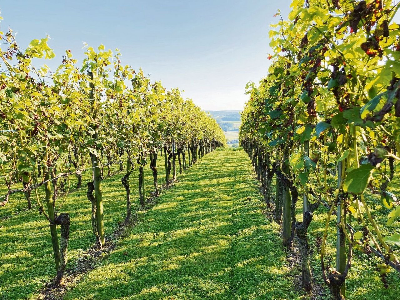 Das Weingut Hausammann wurde am 13. Juli von einem Hagelsturm heimgesucht. Da die Schäden derart gross waren, gab der Betrieb die Saison schliesslich auf.