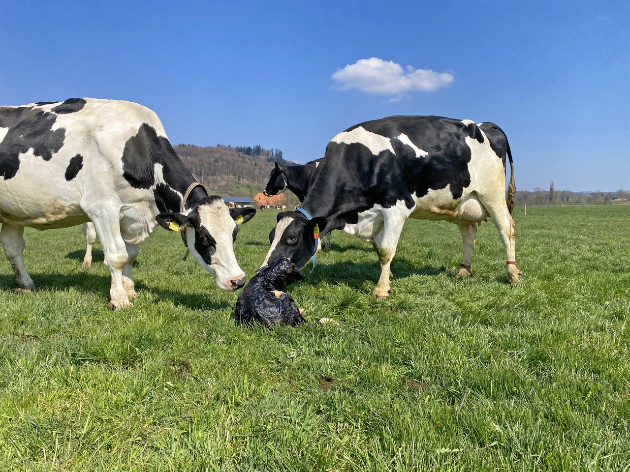 Entsteht ein Kontakt zwischen einem dauerhaft virusausscheidenden Kalb und anderen Kühen wird das BVD-Virus rasant verbreitet. (Bild Nicole Geiser)