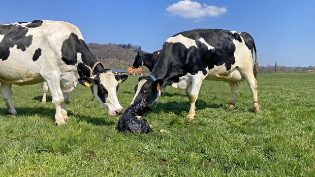 Entsteht ein Kontakt zwischen einem dauerhaft virusausscheidenden Kalb und anderen Kühen wird das BVD-Virus rasant verbreitet. (Bild Nicole Geiser)