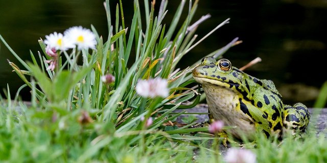 Die Natur soll nicht nur in der Landwirtschaft, sondern auch z. B. im Siedlungsraum gestärkt werden. Das sieht der Bundesrat in seinem indirekten Gegenvorschlag zur Biodiversitäts-Initiative vor. (Bild RoDobby / Pixabay)