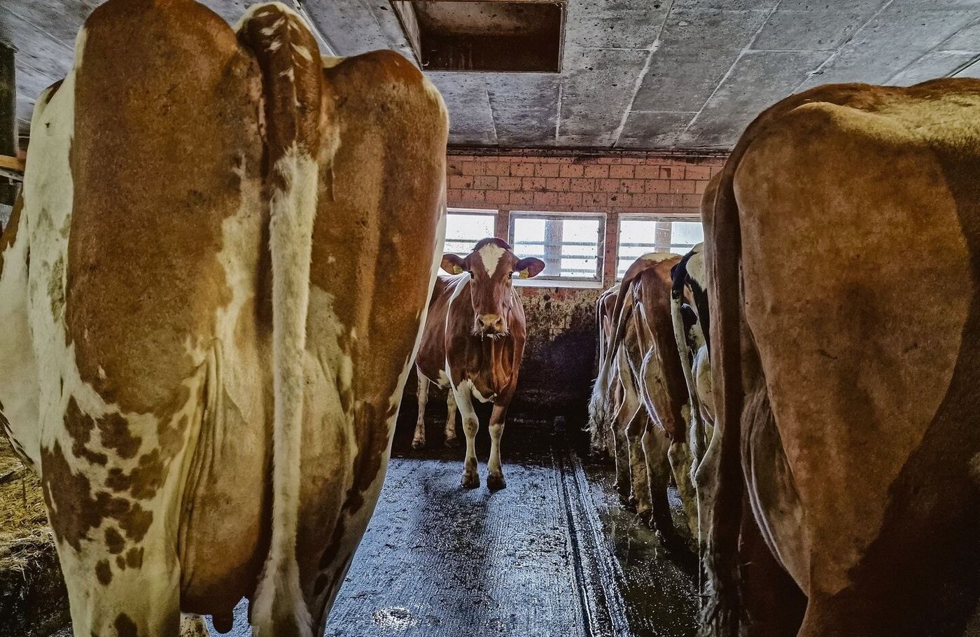 Der Eutergesundheit muss künftig vermehrt im präventiven Bereich Beachtung geschenkt werden. So zum Beispiel mit tierärztlicher Bestandesbetreuung oder Massnahmen im Management.  