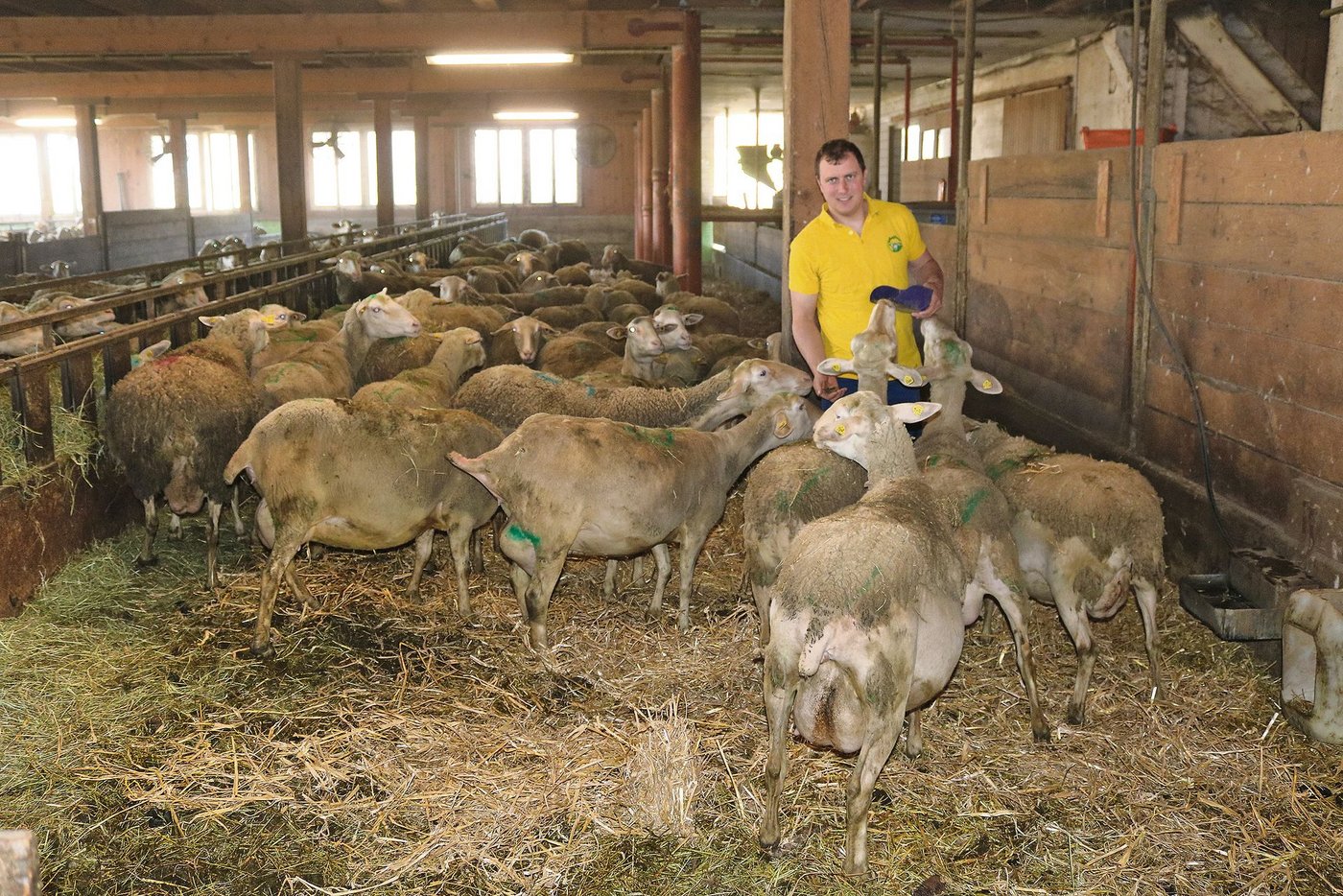 Lukas Hofstetter unternimmt züchterische Anstrengungen, um seine Lacaune-Schafe an tiefere Kraftfutterrationen anzupassen. (Bild Peter Bringold)