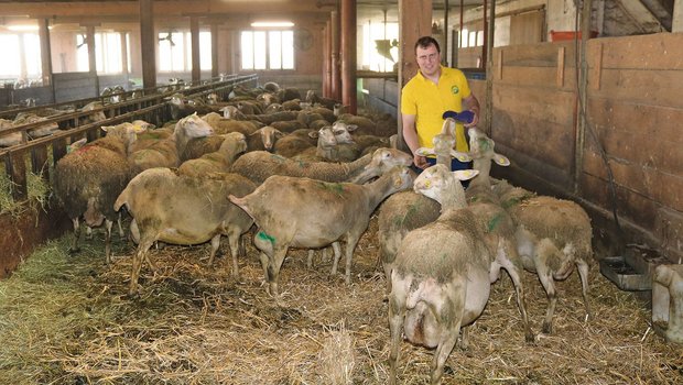 Lukas Hofstetter unternimmt züchterische Anstrengungen, um seine Lacaune-Schafe an tiefere Kraftfutterrationen anzupassen. (Bild Peter Bringold)