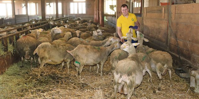 Lukas Hofstetter unternimmt züchterische Anstrengungen, um seine Lacaune-Schafe an tiefere Kraftfutterrationen anzupassen. (Bild Peter Bringold)