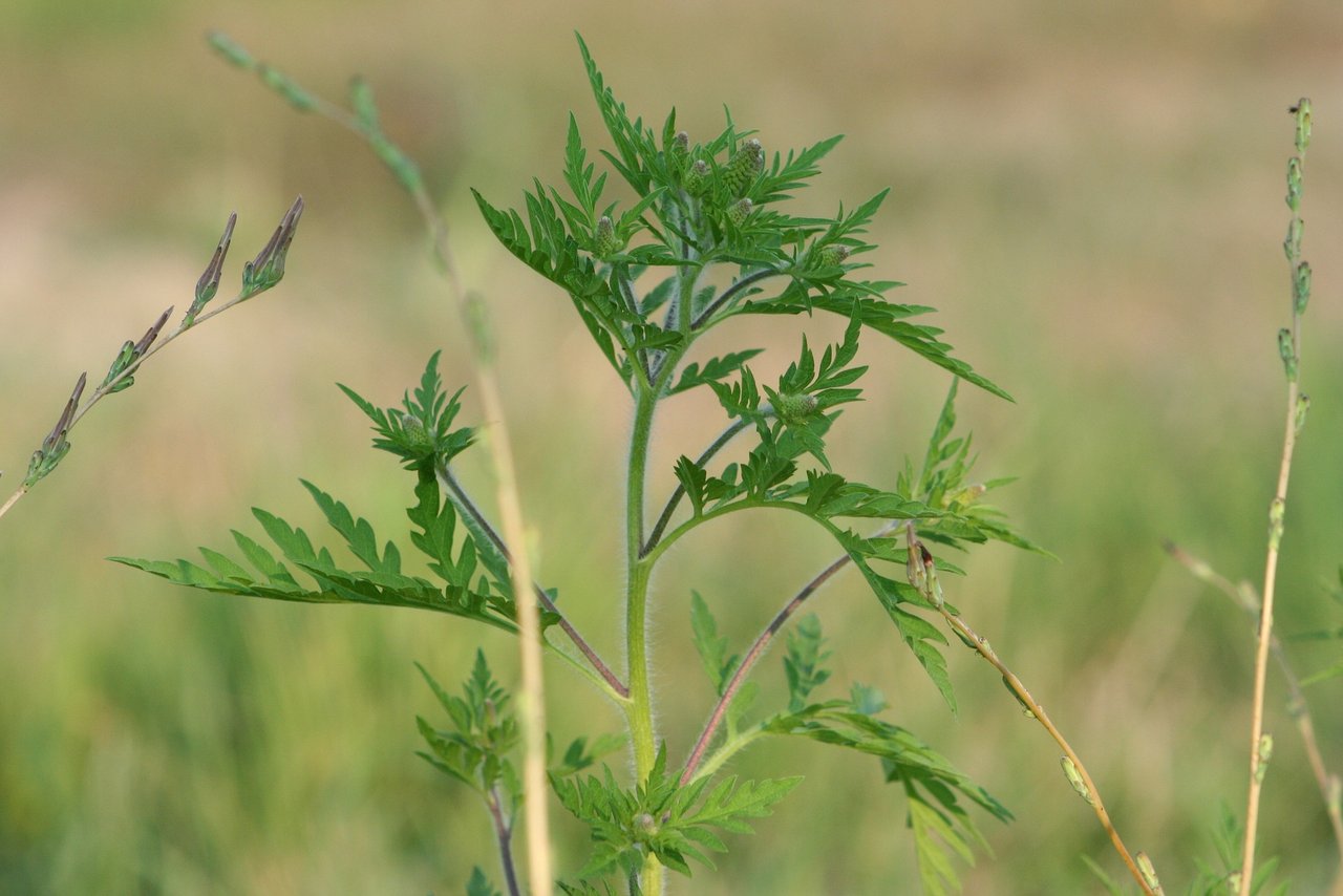 Ambrosia (Ambrosia artemisiifolia) wird auch Beifüssiges Traubenkraut oder Ragweed genannt und verursacht bei vielen Menschen heftige Allergien. (Bild Pixabay)