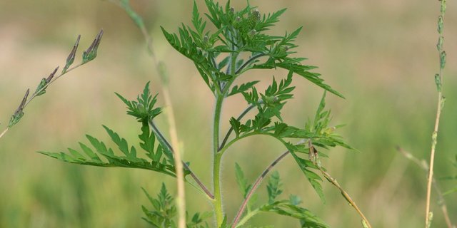 Ambrosia (Ambrosia artemisiifolia) wird auch Beifüssiges Traubenkraut oder Ragweed genannt und verursacht bei vielen Menschen heftige Allergien. (Bild Pixabay)