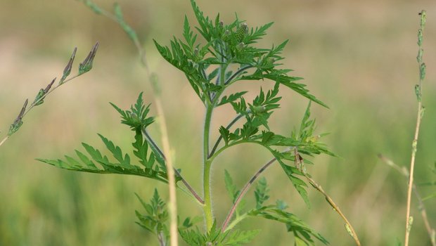 Ambrosia (Ambrosia artemisiifolia) wird auch Beifüssiges Traubenkraut oder Ragweed genannt und verursacht bei vielen Menschen heftige Allergien. (Bild Pixabay)