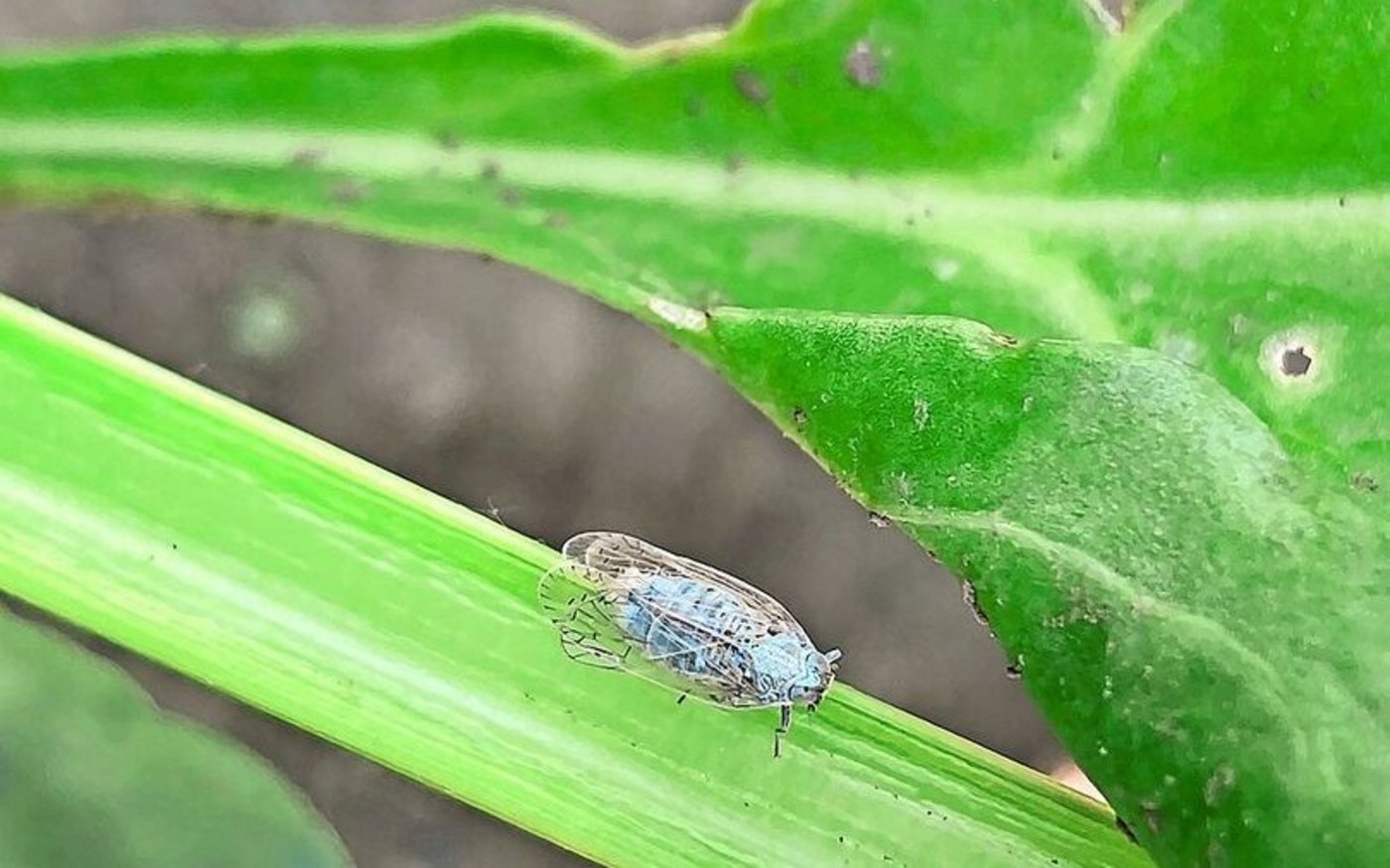Die Schilf-Glasflügelzikade gilt als Überträger des SBR-Erregers. Ob sie im fraglichen Zwiebelfeld auftrat, wurde nicht untersucht.