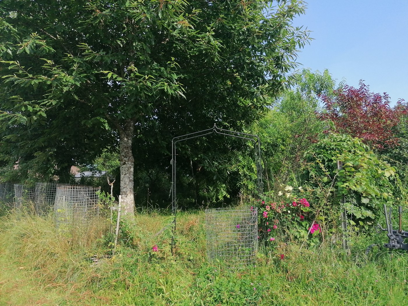 Der verwunschene Permakulturschaugarten ist frei zugänglich und kann besichtigt werden. Hier findet man allerlei seltene und besondere Pflanzen. (Bild Belinda Balmer)