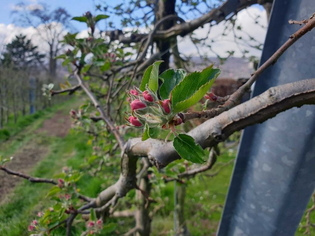 Diese Apfelblüten müssen sich auf kalte Nächte einstellen – «starke» Apfelblüten können aber auch kältere Temperaturen von -4 Grad überleben. (Bild ji)