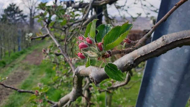 Diese Apfelblüten müssen sich auf kalte Nächte einstellen – «starke» Apfelblüten können aber auch kältere Temperaturen von -4 Grad überleben. (Bild ji)