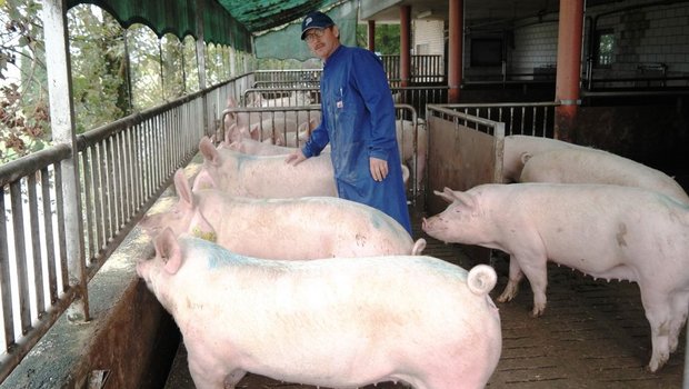 Der erfahrene Schweinezüchter Josef Häller präsentiert hier eine Gruppe Primera-Jungsauen. (Bild: Josef Kottmann)