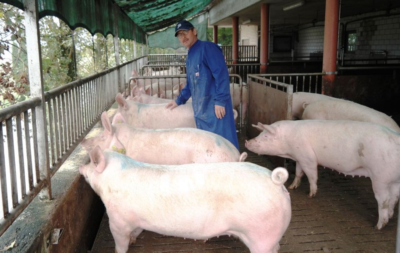 Der erfahrene Schweinezüchter Josef Häller präsentiert hier eine Gruppe Primera-Jungsauen. (Bild: Josef Kottmann)