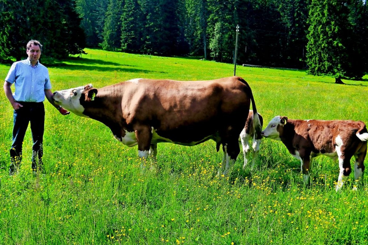 Mathias Gerber bei seinen Mutterkühen, die im Sommer Tag und Nacht draussen sind. (Bild: Peter Fankhauser)
