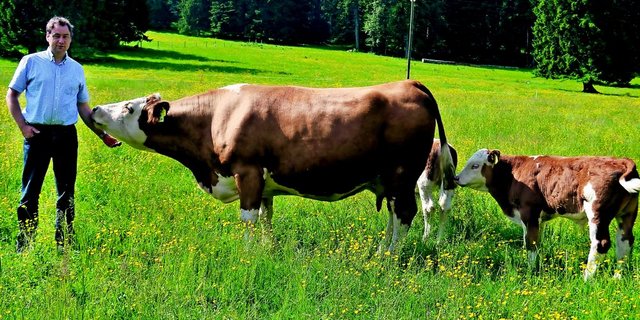 Mathias Gerber bei seinen Mutterkühen, die im Sommer Tag und Nacht draussen sind. (Bild: Peter Fankhauser)