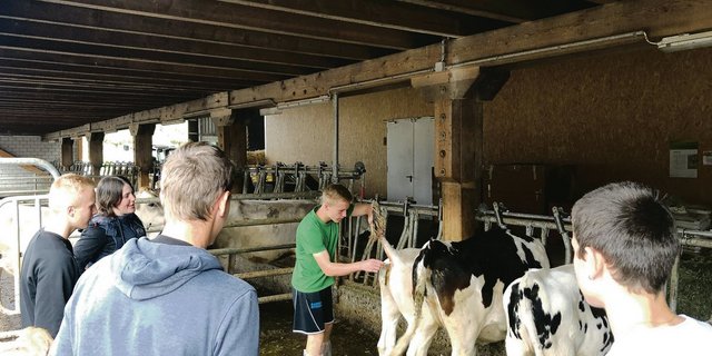 Fachunterricht Tierhaltung am LBBZ Schluechthof in Cham ZG: Lehrerin Franziska Duss zeigt den Lernenden im ersten Lehrjahr, wie man bei einem Kalb korrekt Fieber misst. (Bilder Jeanne Woodtli)