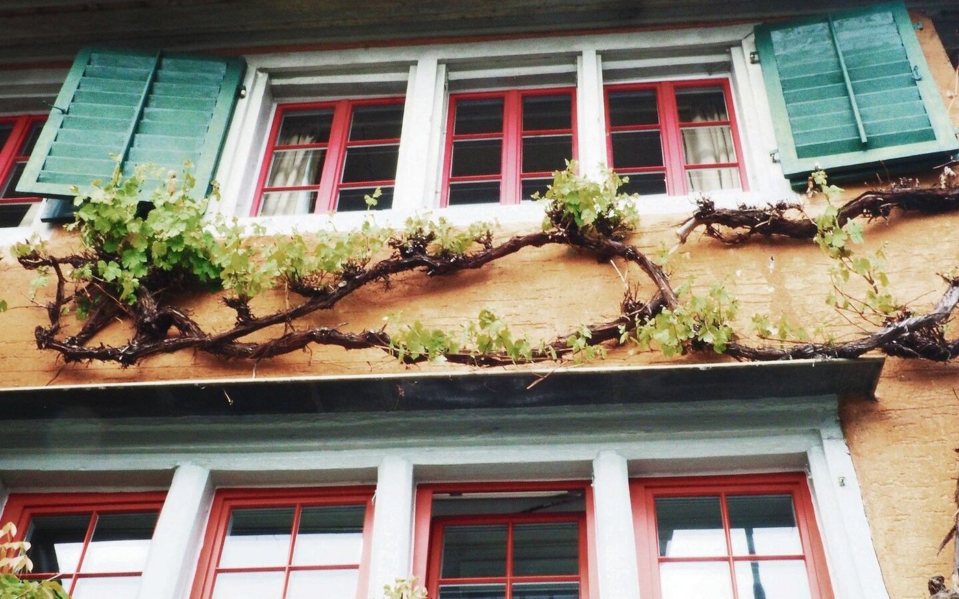 Beliebte Kletterpflanzen an der Hausfassende sind zum Beispiel Weinreben. 