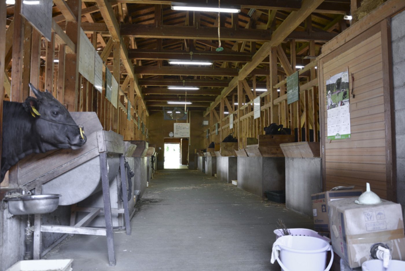 Anbindestall in Japan mit Einzelboxen für Kühe mit ihren Kälbern.