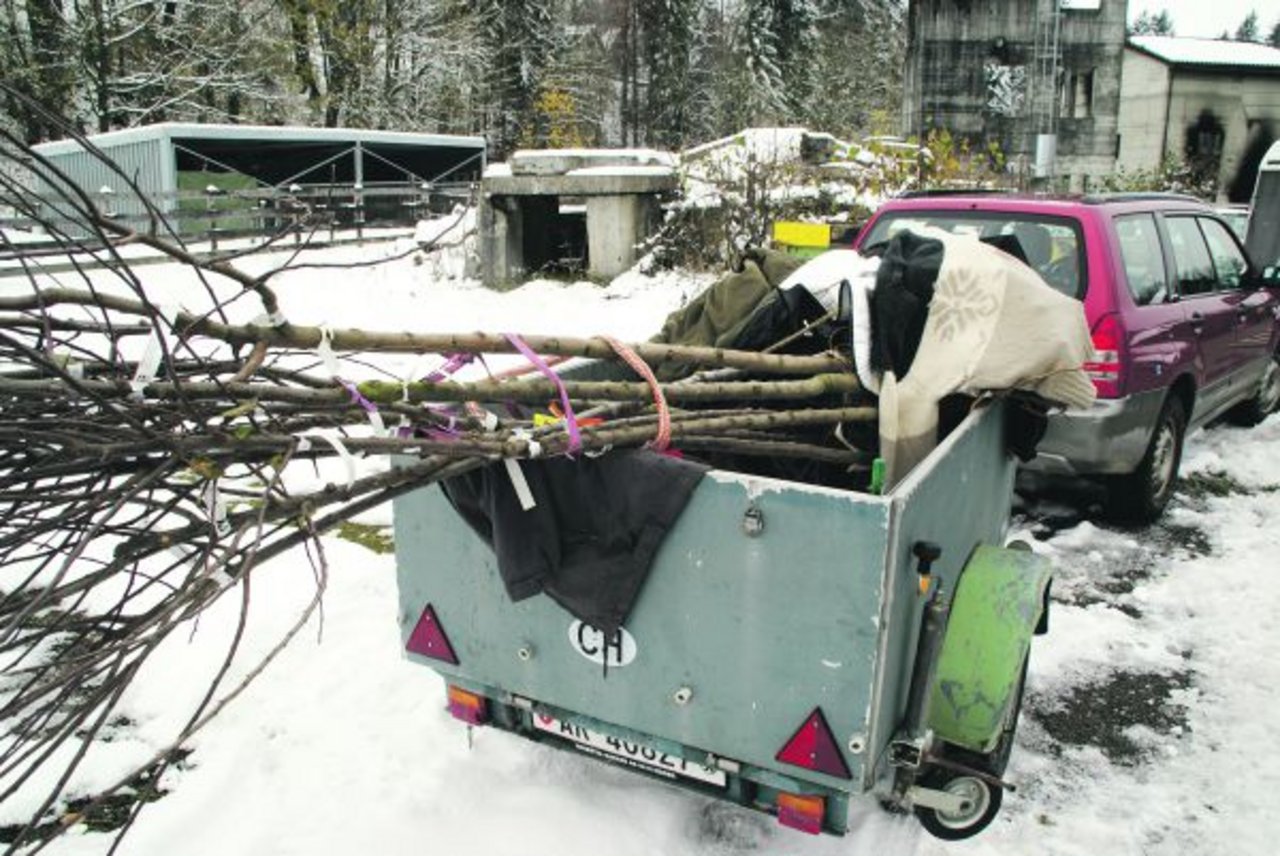 Danach machen sie diese für den Abtransport bereit und schützen die Stämme vor Schlägen.