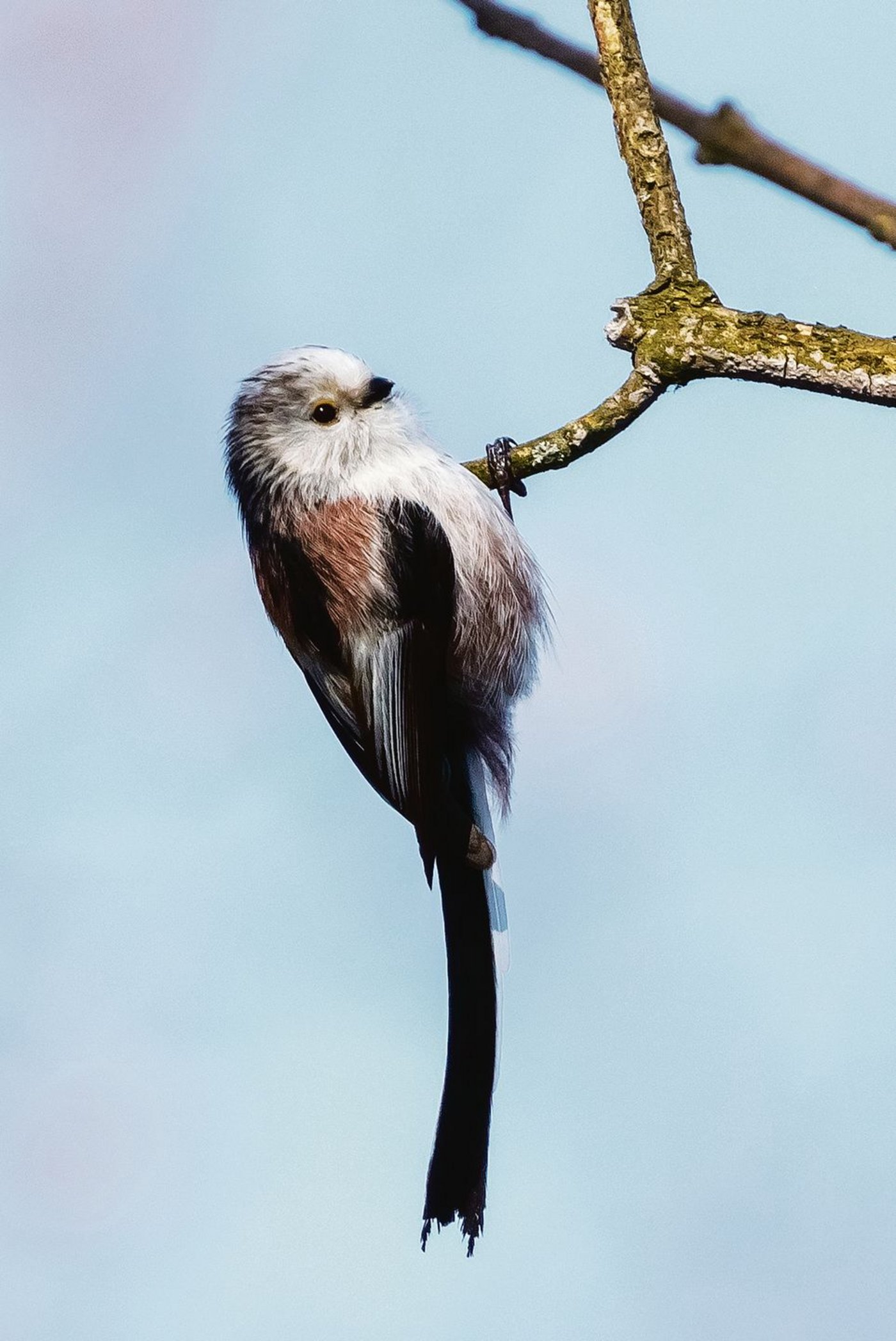 Schwanzmeise (Aegithalos caudatus europaeus).