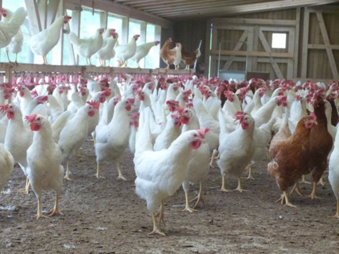 Symbolbild: Die Hühner sollen die Schnäbel in ihrer natürlichen Form behalten. (Bild lid)
