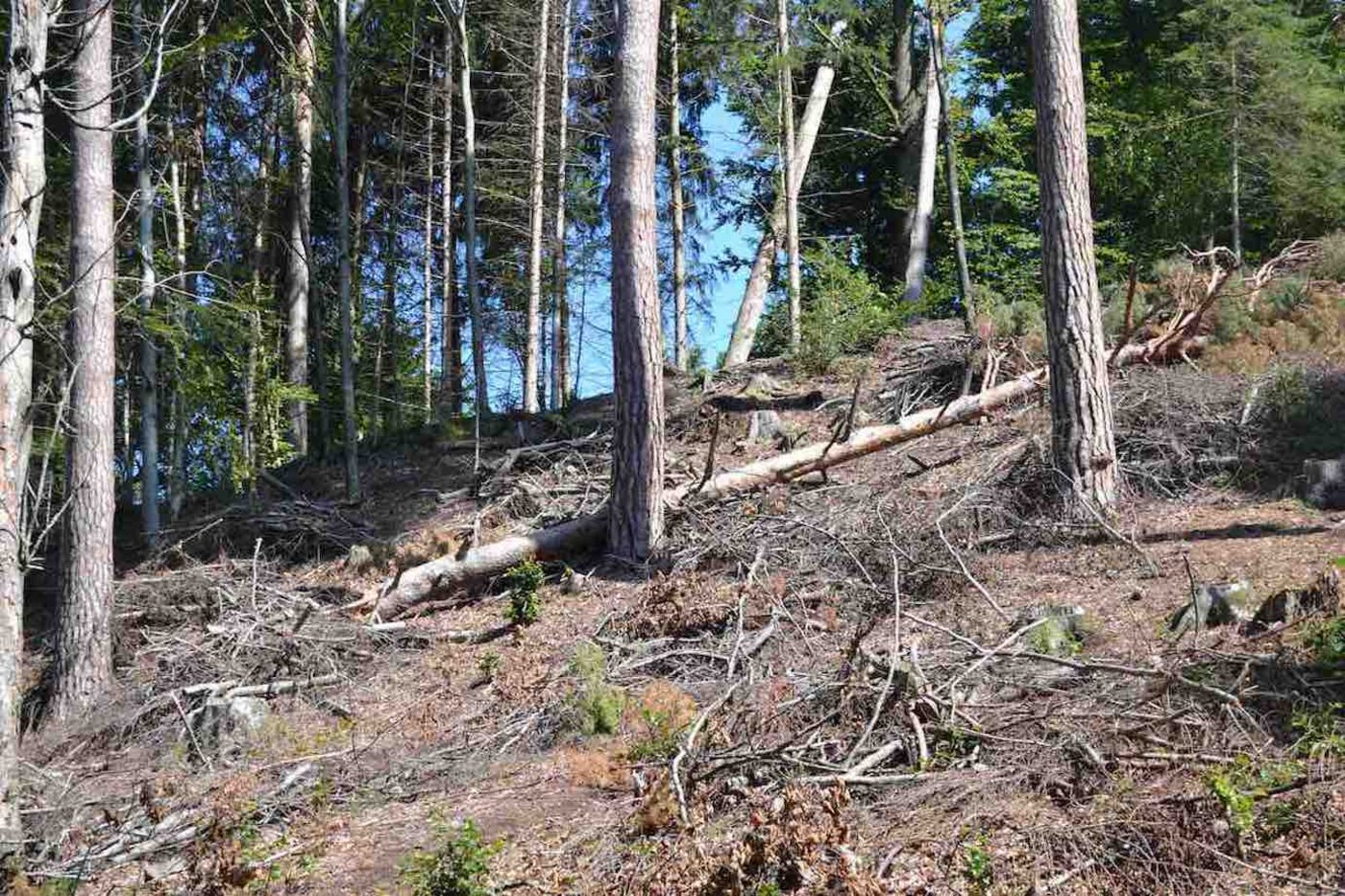 Unachtsamkeit und Trockenheit (Bild aus der Schweiz, 2019), sorgen in Russland für massive Waldbrände.  (Symbolbild jsc)