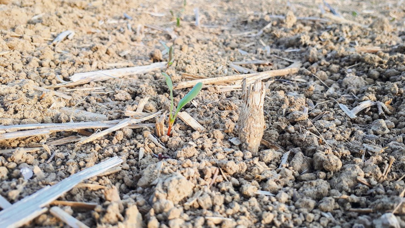 Gekeimte Zuckerrüben sind besonders frostanfällig. (Bild KWS)