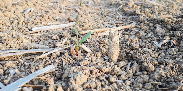 Gekeimte Zuckerrüben sind besonders frostanfällig. (Bild KWS)