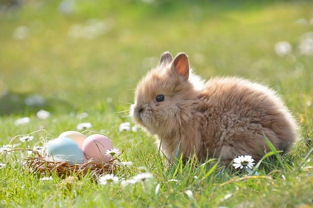 Die Eierproduzenten profitieren von den späten Ostern dieses Jahr. So können sie die produzierten Eier alle absetzen. (Bild pixabay)
