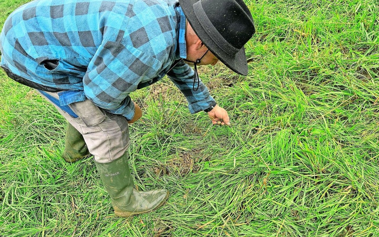 Trotz der Nässe keine Trittschäden, und Pflanzen wachsen schon nach. 