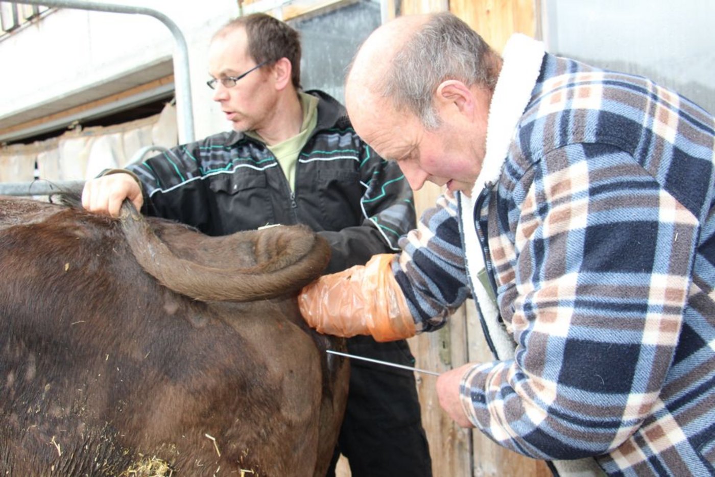 Die professionell ausgeführte Besamung zum einen und der respektvolle und freundschaftliche Umgang mit den Landwirten zum anderen machen Peter Jäger zu einem geschätzten Mann. Sein jüngster Sohn (nächstes Bild) ...