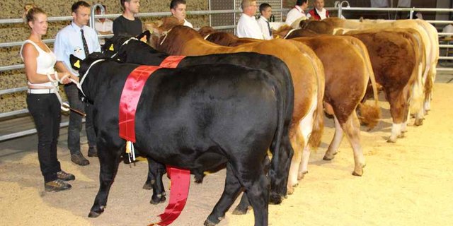 Hohe Qualität: Die Champions  am Stierenmarkt für Fleischrinder. (Bild rü)