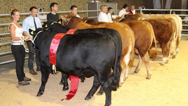 Hohe Qualität: Die Champions am Stierenmarkt für Fleischrinder. (Bild rü)