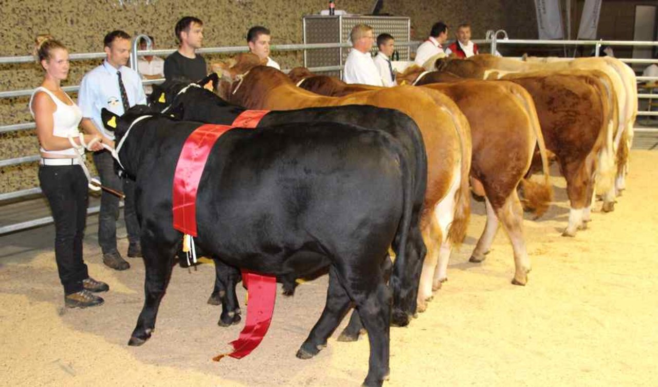 Hohe Qualität: Die Champions am Stierenmarkt für Fleischrinder. (Bild rü)