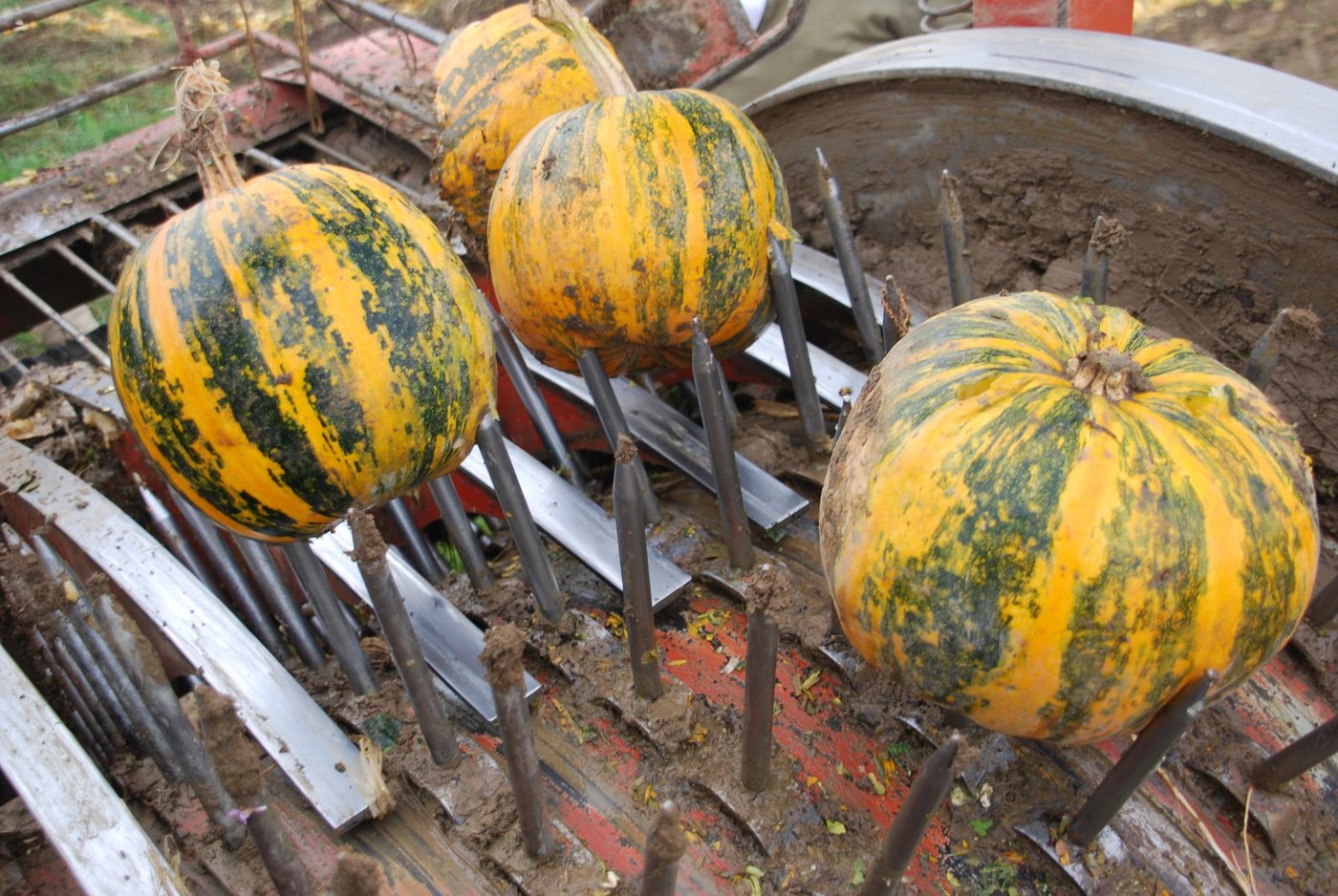 Der Vollernter von Jakob Brütsch ist der einzige in der Schweiz und damit in der Erntezeit beinahe Tag und Nacht im Einsatz. Steine im Acker sind die grösste Gefahr für die Maschine. Zeno Stadler ... (Bild 1/4/Bilder Ruth Bossert)